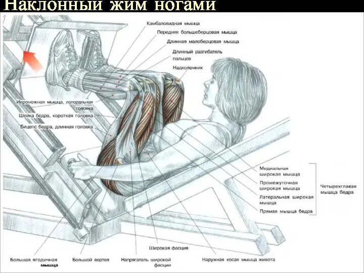 Наклонный жим ногами