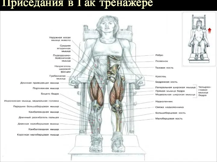 Приседания в Гак тренажере