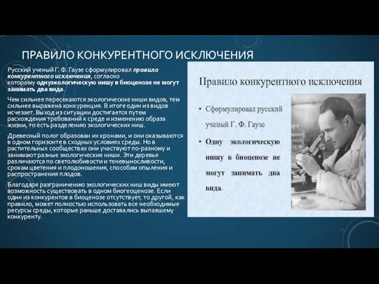 ПРАВИЛО КОНКУРЕНТНОГО ИСКЛЮЧЕНИЯ Русский ученый Г. Ф. Гаузе сформулировал правило конкурентного