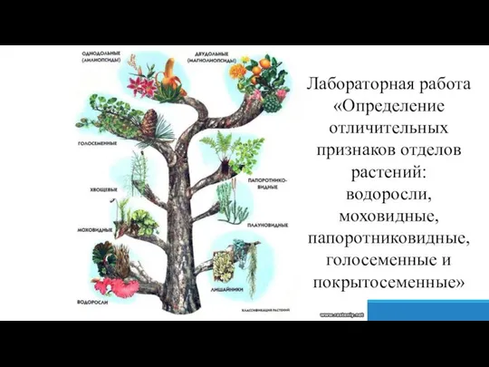 Лабораторная работа «Определение отличительных признаков отделов растений: водоросли, моховидные, папоротниковидные, голосеменные и покрытосеменные»