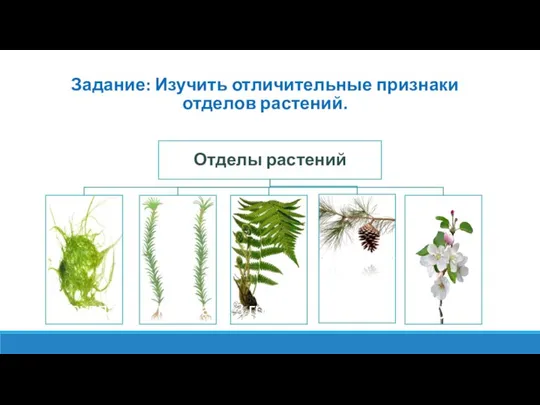 Задание: Изучить отличительные признаки отделов растений.