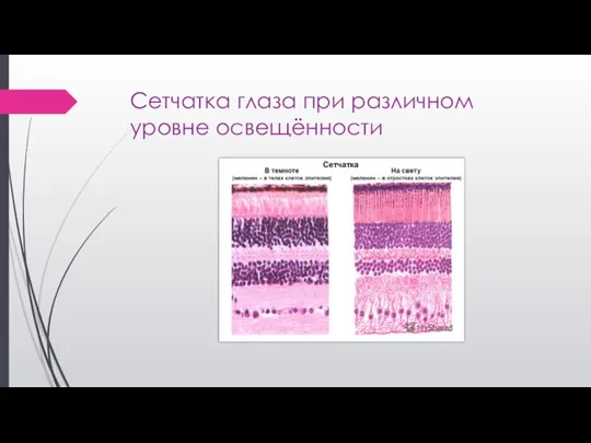Сетчатка глаза при различном уровне освещённости
