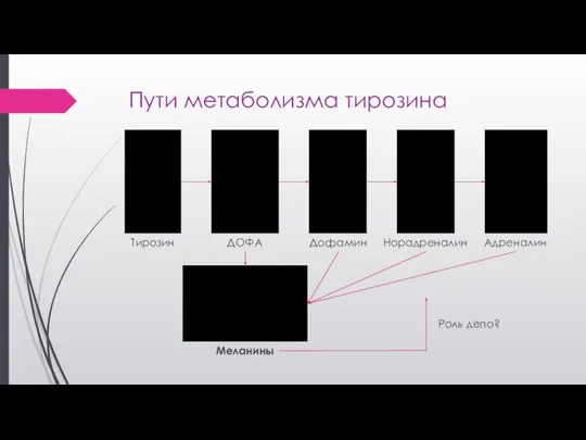 Пути метаболизма тирозина Тирозин ДОФА Дофамин Норадреналин Адреналин Меланины Роль депо?