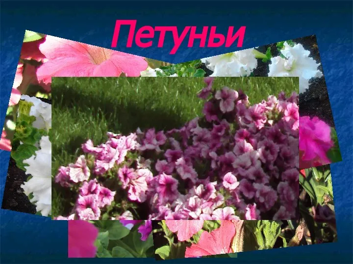 Петуньи