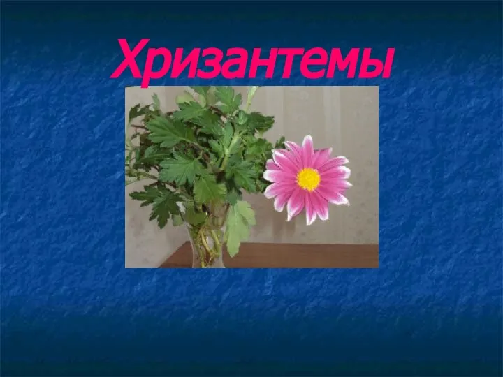 Хризантемы