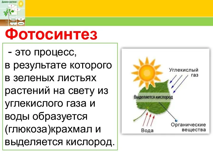 Фотосинтез - это процесс, в результате которого в зеленых листьях растений