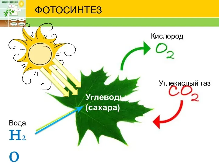 ФОТОСИНТЕЗ н2о Углеводы (сахара) Углекислый газ Кислород Вода