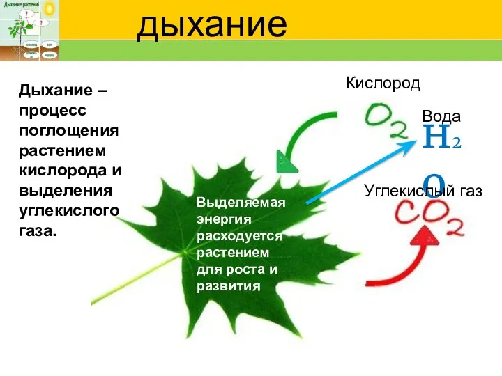 дыхание н2о Выделяемая энергия расходуется растением для роста и развития Углекислый