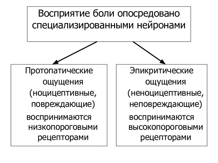 Восприятие боли опосредовано специализированными нейронами Протопатические ощущения (ноцицептивные, повреждающие) воспринимаются низкопороговыми