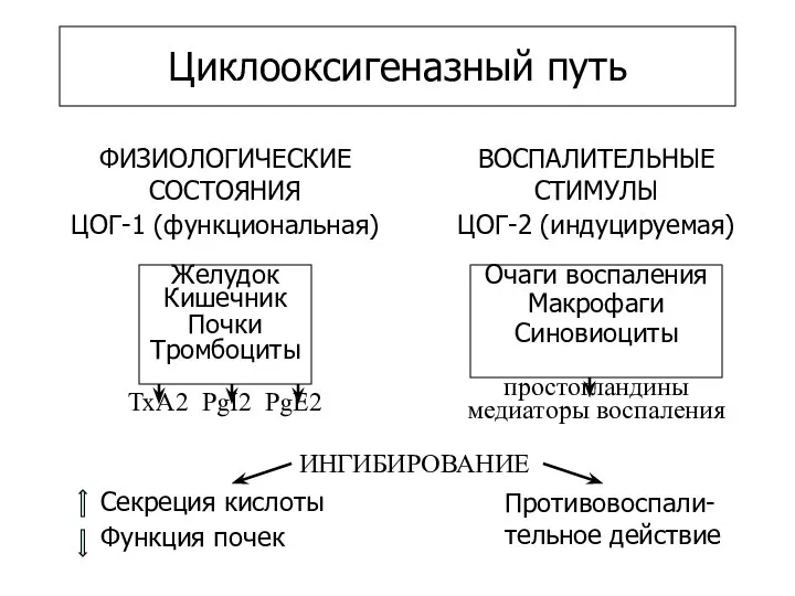 Циклооксигеназный путь ФИЗИОЛОГИЧЕСКИЕ СОСТОЯНИЯ ЦОГ-1 (функциональная) Желудок Кишечник Почки Тромбоциты ТхА2