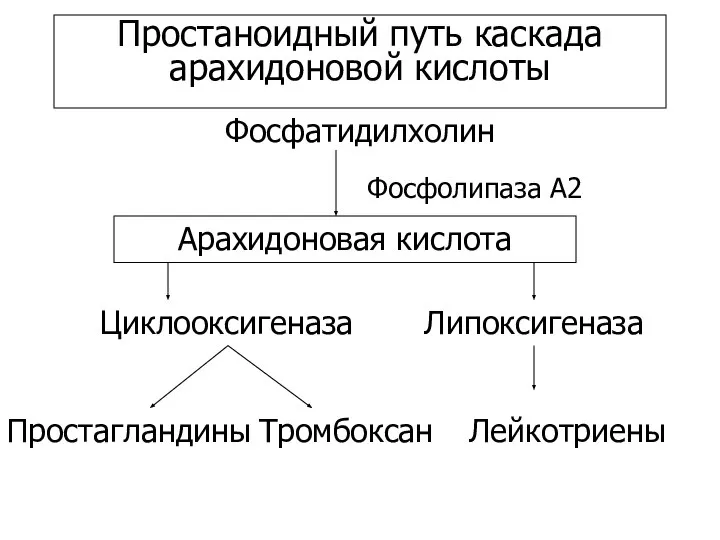 Простаноидный путь каскада арахидоновой кислоты Фосфатидилхолин Арахидоновая кислота Фосфолипаза А2 Циклооксигеназа Липоксигеназа Простагландины Тромбоксан Лейкотриены