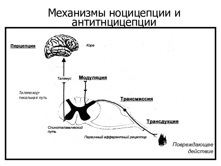 Механизмы ноцицепции и антитнцицепции Повреждающее действие Талямокор-тикальная путь Перцепция