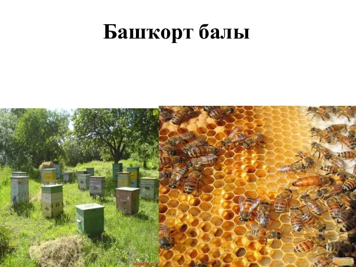 Башҡорт балы