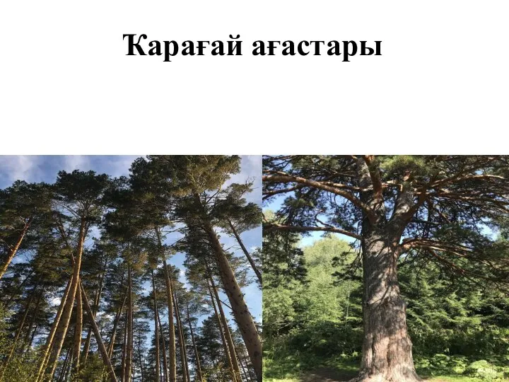 Ҡарағай ағастары