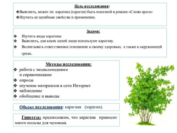 Цель исследования: Выяснить, может ли карагана (хараган) быть полезной в романе