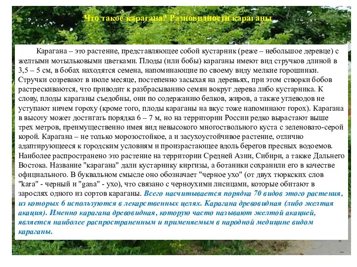 Что такое карагана? Разновидности караганы. Карагана – это растение, представляющее собой