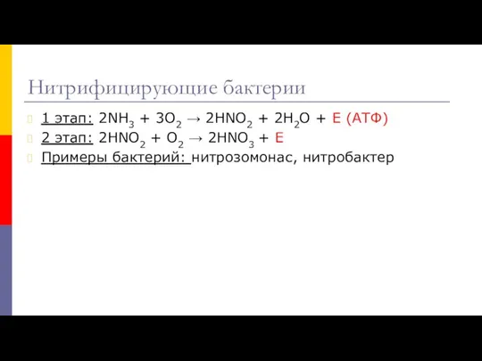 Нитрифицирующие бактерии 1 этап: 2NH3 + 3O2 → 2HNO2 + 2H2O