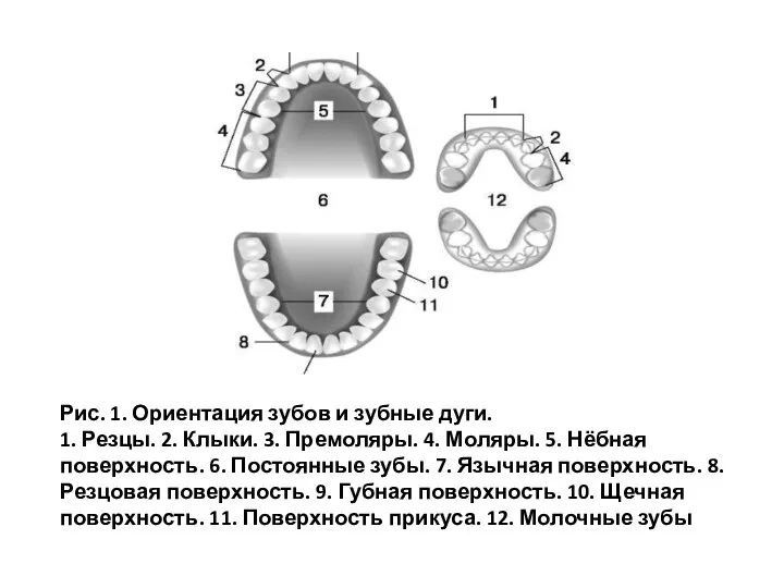 Рис. 1. Ориентация зубов и зубные дуги. 1. Резцы. 2. Клыки.