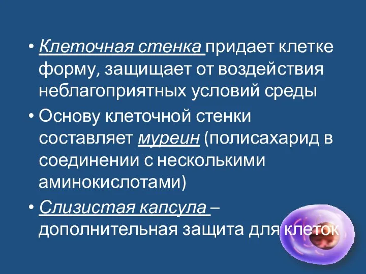 Клеточная стенка придает клетке форму, защищает от воздействия неблагоприятных условий среды