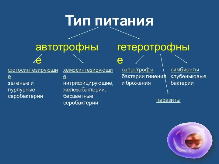 Тип питания автотрофные гетеротрофные фотосинтезирующие зеленые и пурпурные серобактерии хемосинтезирующие нитрифицирующие,