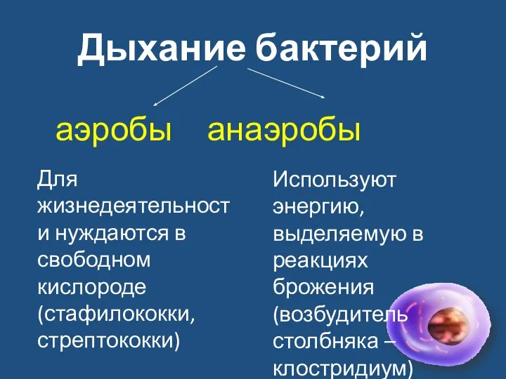 Дыхание бактерий аэробы анаэробы Для жизнедеятельности нуждаются в свободном кислороде (стафилококки,