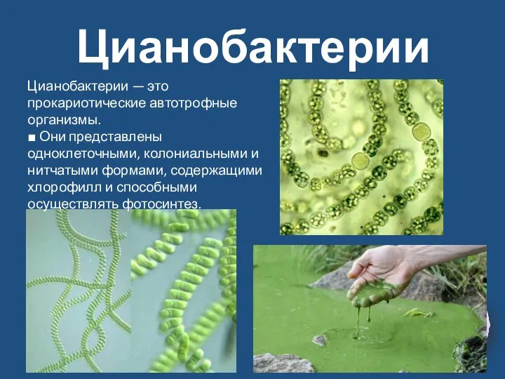 Цианобактерии Цианобактерии — это прокариотические автотрофные организмы. ■ Они представлены одноклеточными,