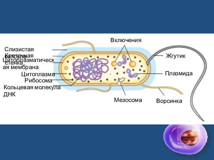 Слизистая капсула Клеточная стенка Цитоплазматическая мембрана Цитоплазма Рибосома Кольцевая молекула ДНК Включения Жгутик Плазмида Ворсинка Мезосома