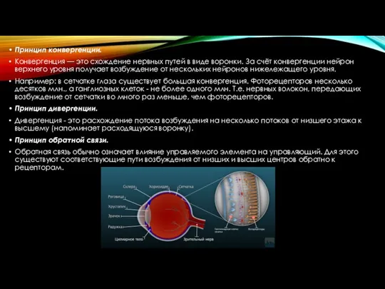 Принцип конвергенции. Конвергенция — это схождение нервных путей в виде воронки.