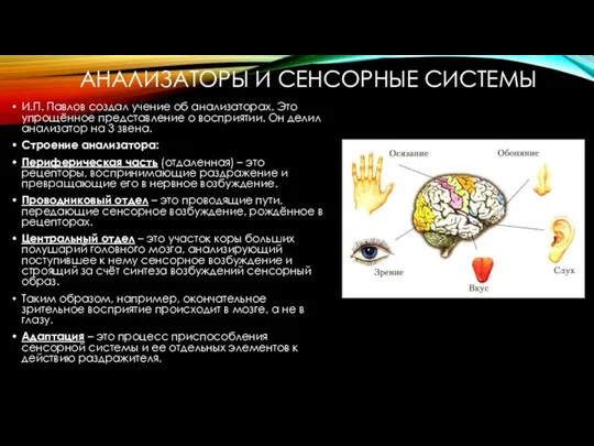 АНАЛИЗАТОРЫ И СЕНСОРНЫЕ СИСТЕМЫ И.П. Павлов создал учение об анализаторах. Это