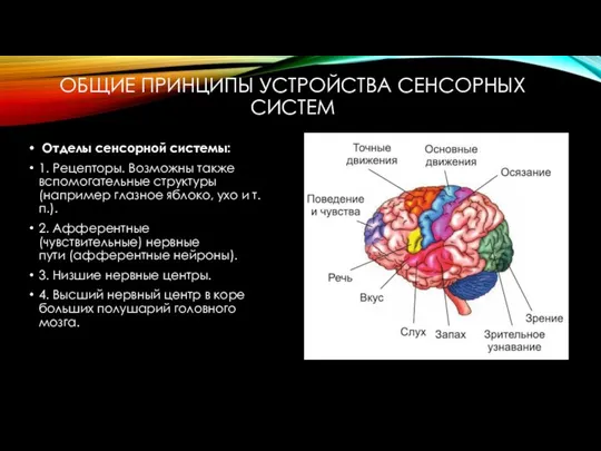 ОБЩИЕ ПРИНЦИПЫ УСТРОЙСТВА СЕНСОРНЫХ СИСТЕМ Отделы сенсорной системы: 1. Рецепторы. Возможны