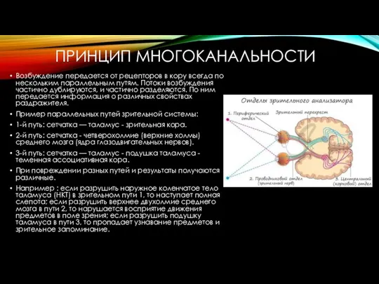 ПРИНЦИП МНОГОКАНАЛЬНОСТИ Возбуждение передается от рецепторов в кору всегда по нескольким