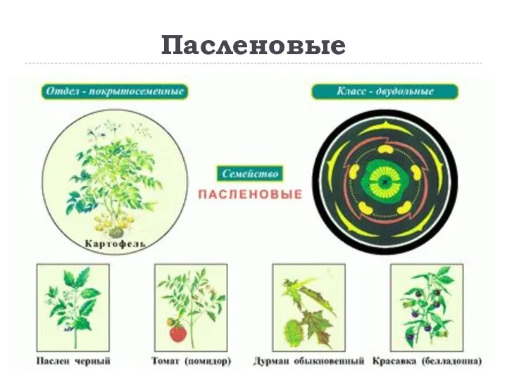 Пасленовые