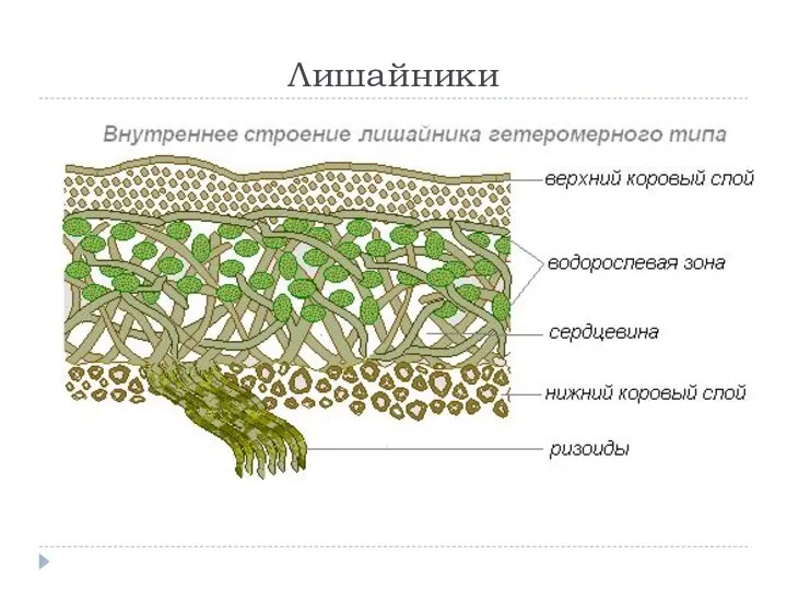 Лишайники