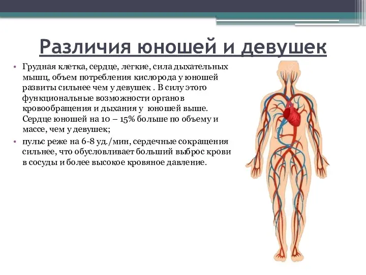 Различия юношей и девушек Грудная клетка, сердце, легкие, сила дыхательных мышц,