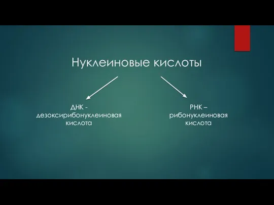 Нуклеиновые кислоты РНК – рибонуклеиновая кислота ДНК - дезоксирибонуклеиновая кислота