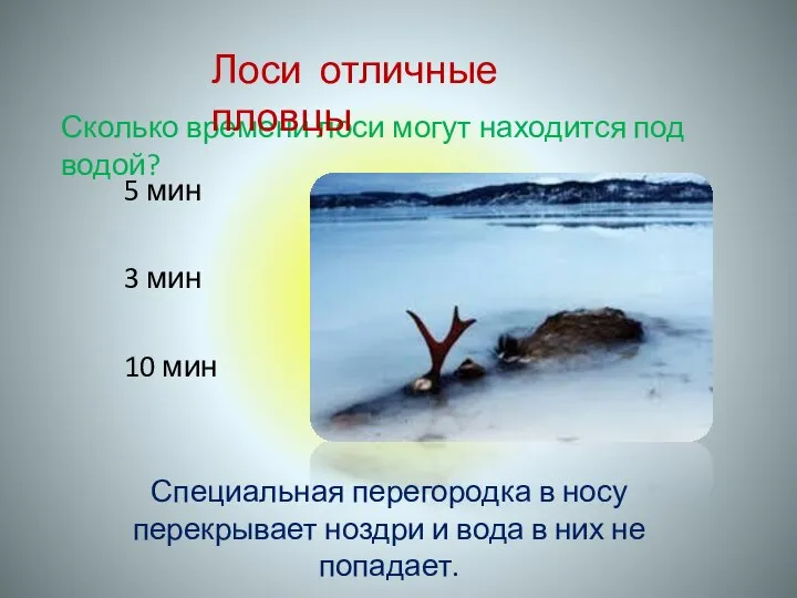 Сколько времени лоси могут находится под водой? 5 мин 3 мин