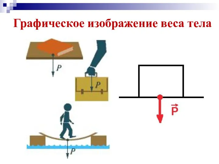 Графическое изображение веса тела