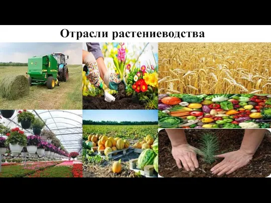 Отрасли растениеводства