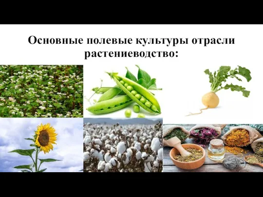 Основные полевые культуры отрасли растениеводство: