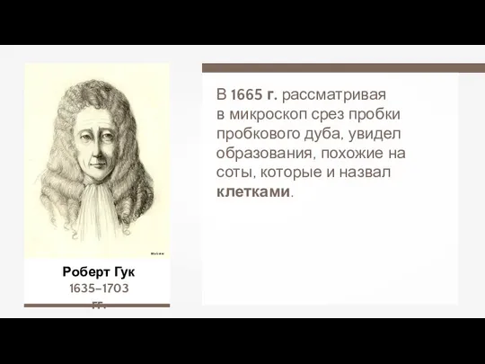 Роберт Гук 1635–1703 гг. В 1665 г. рассматривая в микроскоп срез