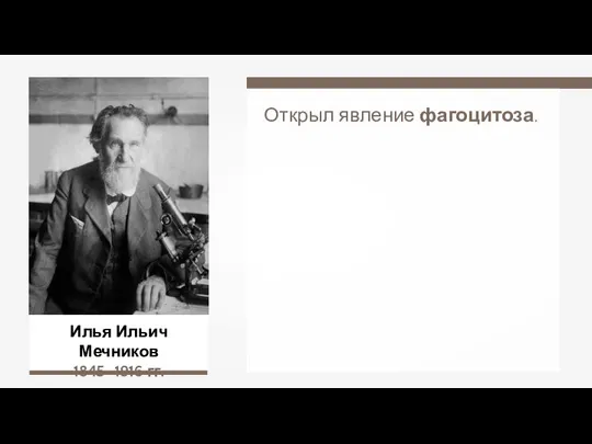 Илья Ильич Мечников 1845–1916 гг. Открыл явление фагоцитоза.