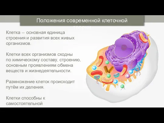 Положения современной клеточной теории Клетка — основная единица строения и развития