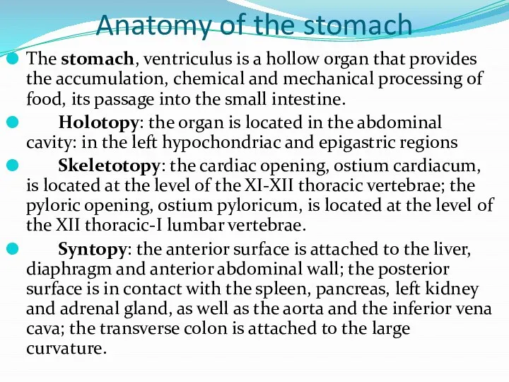 Anatomy of the stomach The stomach, ventriculus is a hollow organ