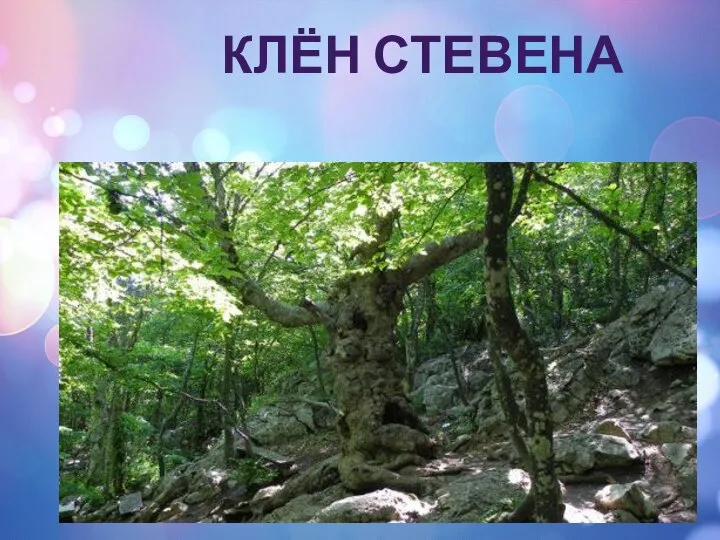 КЛЁН СТЕВЕНА