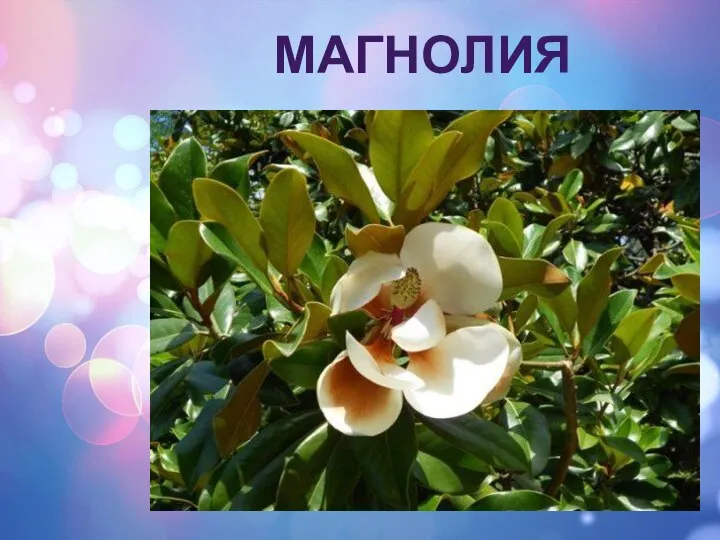 МАГНОЛИЯ