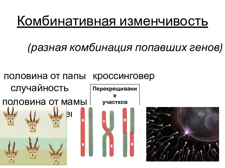 Комбинативная изменчивость (разная комбинация попавших генов) половина от папы кроссинговер случайность