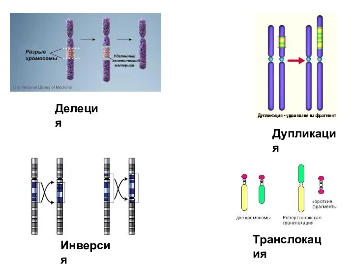 Делеция Дупликация Инверсия Транслокация