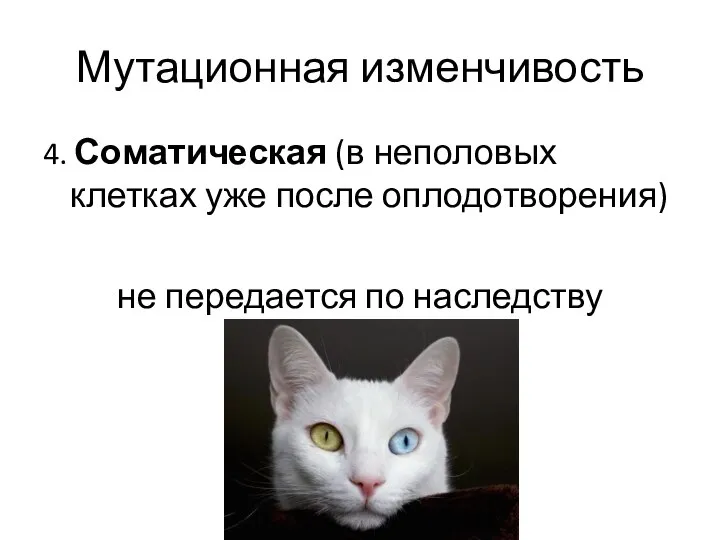 Мутационная изменчивость 4. Соматическая (в неполовых клетках уже после оплодотворения) не передается по наследству