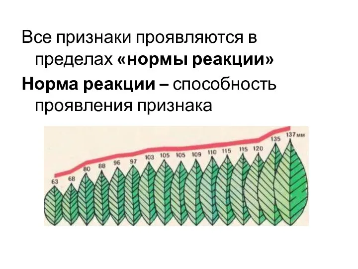 Все признаки проявляются в пределах «нормы реакции» Норма реакции – способность проявления признака