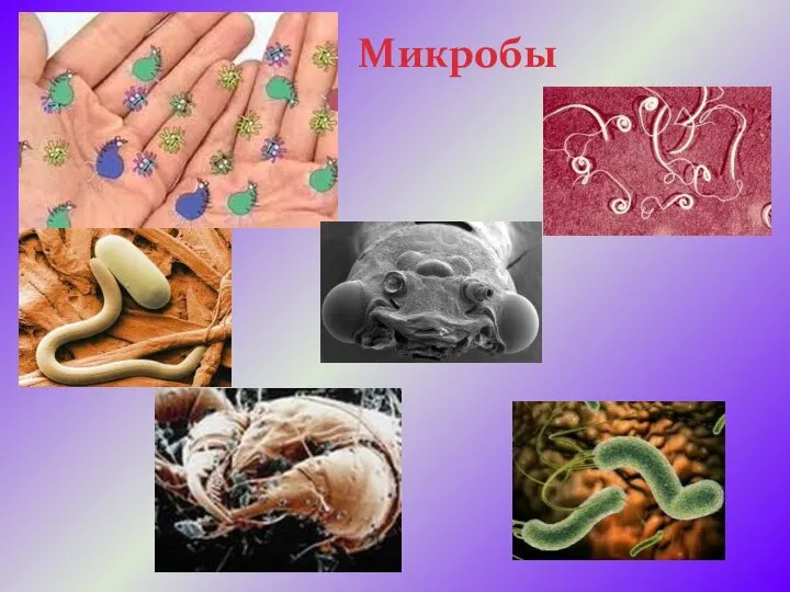 Микробы